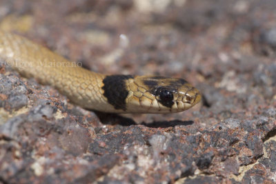 Eirenis collaris - Collared Dwarf Snake