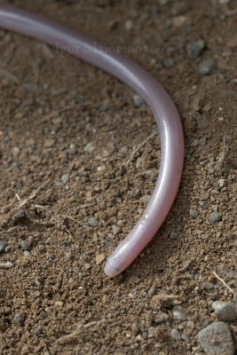 Serpenti - Snakes