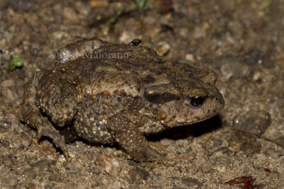 Bufo verrucosissimus - Caucasian Toad