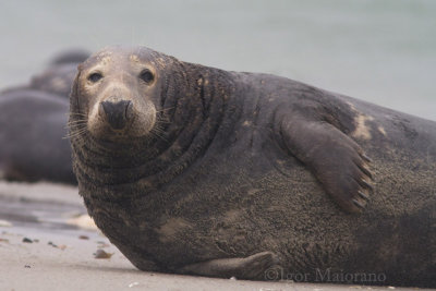Foca grigia (Halichoerus grypus - Grey Seal)