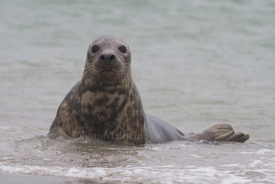 Foca grigia (Halichoerus grypus - Grey Seal)