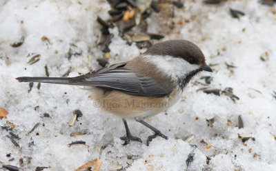 Cincia siberiana (Poecile cinctus - Siberian Tit)