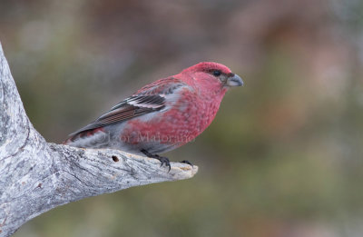 Ciuffolotto delle pinete (Pinicola enucleator - Pine Grosebeak)