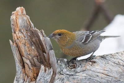 Ciuffolotto delle pinete (Pinicola enucleator - Pine Grosebeak)