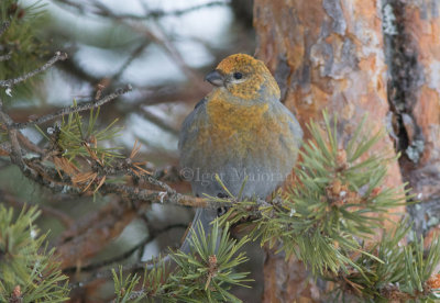 Ciuffolotto delle pinete (Pinicola enucleator - Pine Grosebeak)