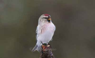 Organetto nordico (Carduelis hornemanni - Arctic Redpoll)