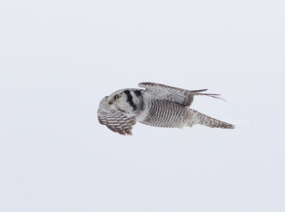 Ulula (Surnia ulula - Hawk Owl)