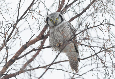 Ulula (Surnia ulula - Hawk Owl)