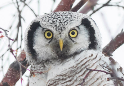 Ulula (Surnia ulula - Hawk Owl)