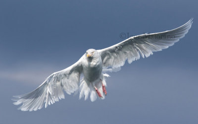 Gabbiano glauco (Larus hyperboreus - Glaucous Gull)
