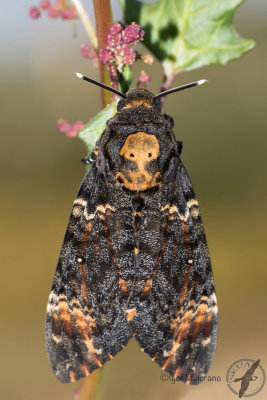 Acherontia atropos