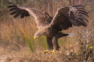 Aquila di mare (Haliaeetus albicilla - White-tailed Eagle)