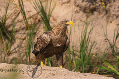 Aquila di mare (Haliaeetus albicilla - White-tailed Eagle)