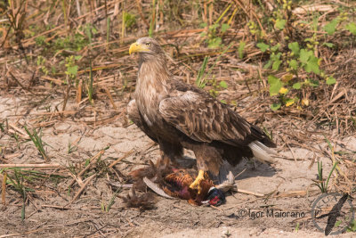 Aquila di mare (Haliaeetus albicilla - White-tailed Eagle)