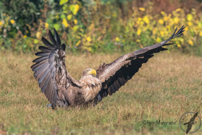 Aquila di mare (Haliaeetus albicilla - White-tailed Eagle)