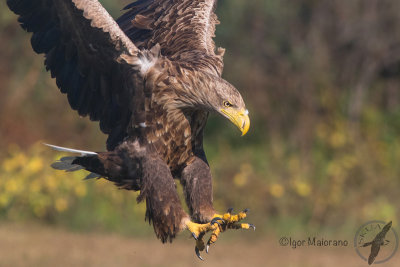 Aquila di mare (Haliaeetus albicilla - White-tailed Eagle)