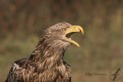 Aquila di mare (Haliaeetus albicilla - White-tailed Eagle)