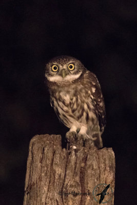 Civetta (Athene noctua - Little Owl) 