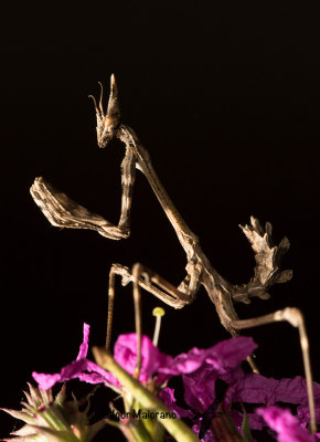 Empusa sp.