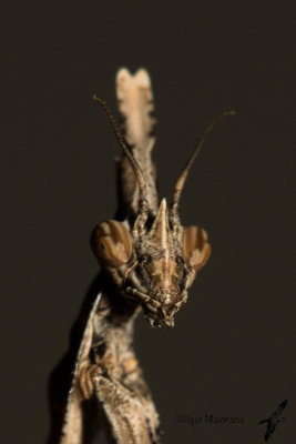 Empusa sp.