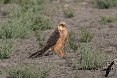 Falco cuculo (Falco vespertinus - Red-footed Falcon)