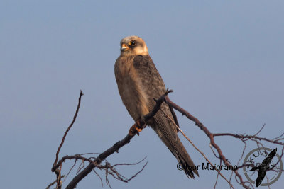 Falco cuculo (Falco vespertinus - Red-footed Falcon)