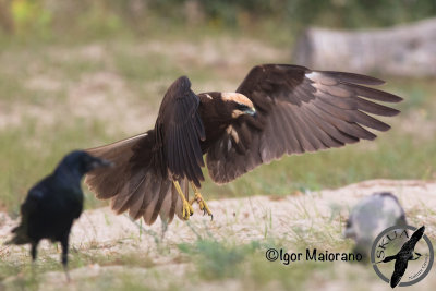 Falco di palude (Circus aeruginosus - Marsh Harrier)