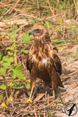 Falco di palude (Circus aeruginosus - Marsh Harrier)