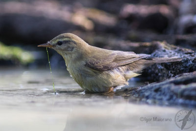 Lu piccolo (Phylloscopus collybita - Chiffchaff)