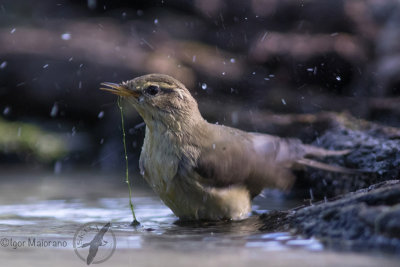 Lu piccolo (Phylloscopus collybita - Chiffchaff)