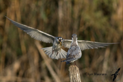 Mignattino piombato (Chlidonias hybrida - Whiskered Tern)