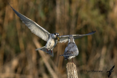 Mignattino piombato (Chlidonias hybrida - Whiskered Tern)