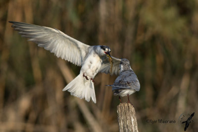 Mignattino piombato (Chlidonias hybrida - Whiskered Tern)