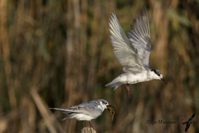Mignattino piombato (Chlidonias hybrida - Whiskered Tern)