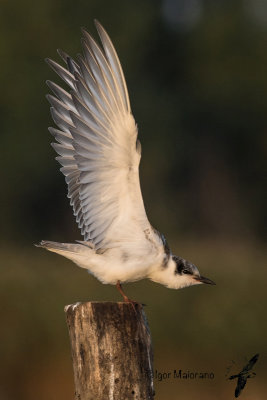 Mignattino piombato (Chlidonias hybrida - Whiskered Tern)
