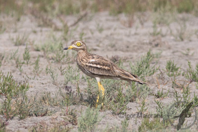 Occhione (Burhinus oedicnemus -  Stone Curlew)