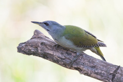 Picchio cenerino Picus canus - Gray-headed Woodpecker)