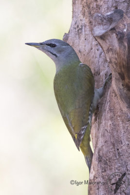 Picchio cenerino Picus canus - Gray-headed Woodpecker)