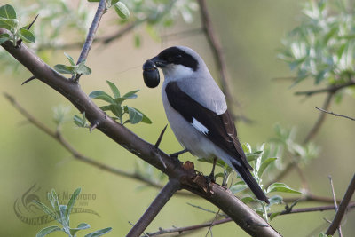 Averla cenerina (Lesser Grey Shrike - Lanius minor)