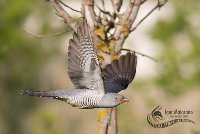 Cuculo (Common Cuckoo - Cuculus canorus)