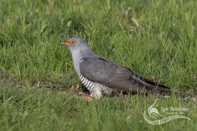 Cuculo (Common Cuckoo - Cuculus canorus)