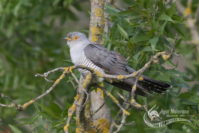 Cuculo (Common Cuckoo - Cuculus canorus)