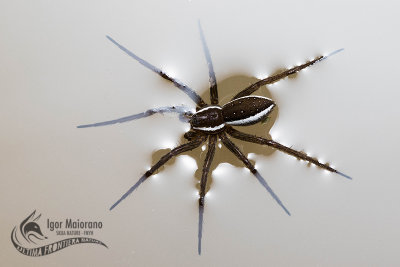 Fishing Spider - Dolomedes sp.