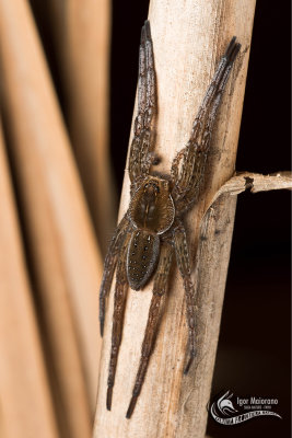 Fishing Spider - Dolomedes sp.