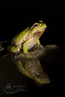 Raganella orientale (Hyla orientalis - Eastern Tree Frog)