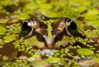 Rana verde maggiore (Pelophylax ridibundus - Marsh Frog)
