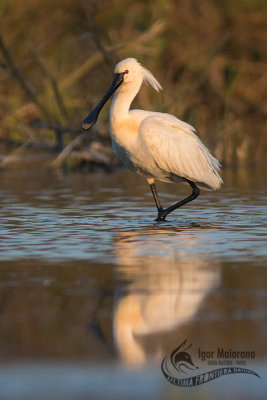 Spatola (Platalea leucorodia - Spoonbill)