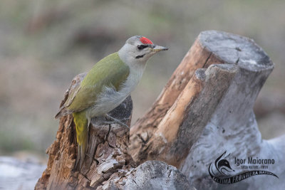 Picchio cenerino Picus canus - Gray-headed Woodpecker)