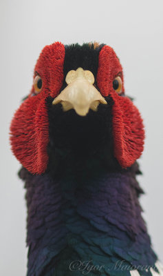 Fagiano (Phasianus colchicus - Common Pheasant)