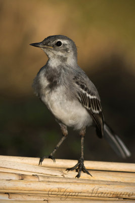 Ballerina bianca (Motacilla alba - White Wagtail)